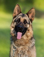 German Shepherd Dog in the Park