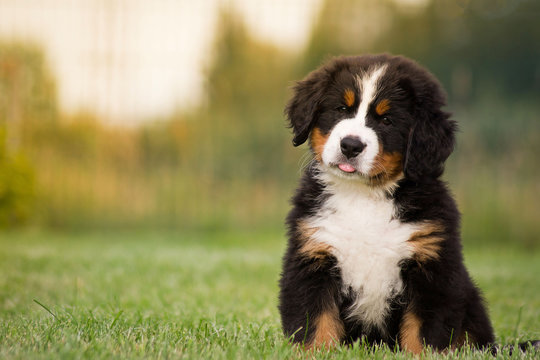 Bernese mountain dog puppy in green background. 