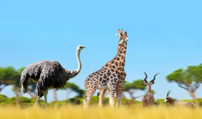 Photo sur Plexiglas Autruche Ostrich with giraffes and antelopes on the savanna. African wild animals.