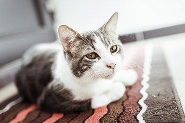Chat tigré et blanc