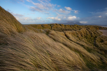 Windswept grasses on sand dunes by the beach at sunset light