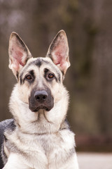 East europe shepherd.