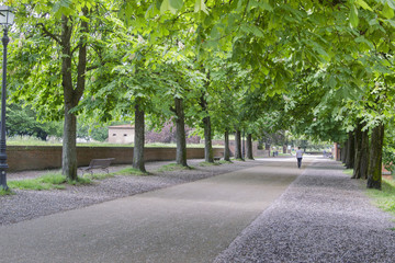 Park on the historic walkable city wall of the Italian city of Lucca in the Pisa region