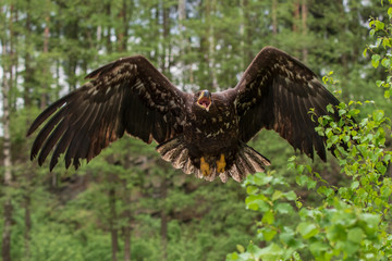 Sea eagle (Haliaeetus albicilla)	
