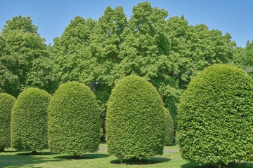 Parklandschaft, Hainbuchen 