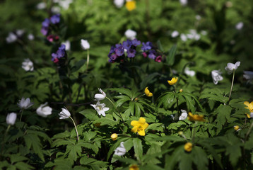 spring forest flowers in the sunlight