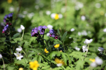 spring forest flowers in the sunlight