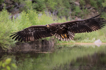 Sea eagle (Haliaeetus albicilla)	