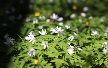 spring forest flowers in the sunlight
