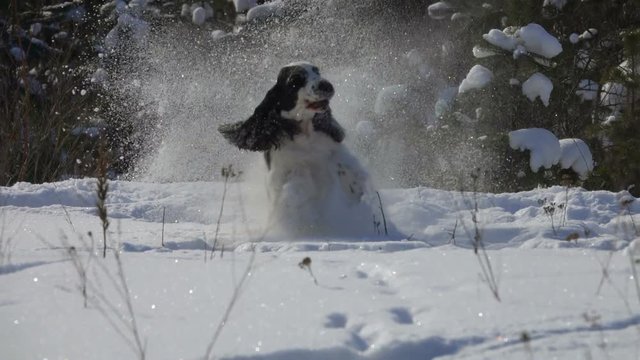 Black and white spaniel playing in the snow in the park