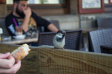 sparrow eats out of a person's hand