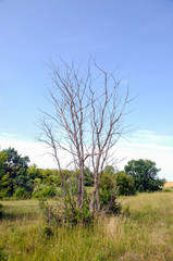 Single old and dead tree