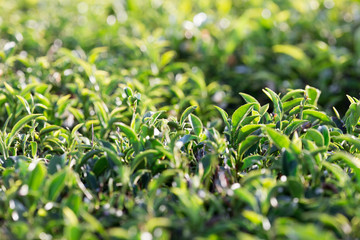 Green tea leaves on tea plantations.Selective soft focus.  fresh tea leaves in morning sunlight.