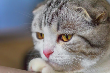 Portrait of small Scottish Fold kitten.