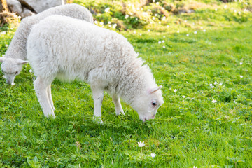 Obraz premium sheep and lamb eating in a garden
