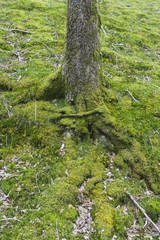 Tree tunk and moss