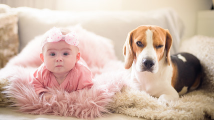 Baby girl with a beagle dog