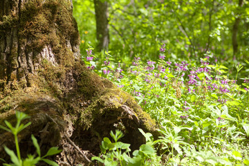 spring nature scenery with old tree and wild flowers