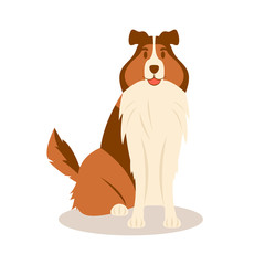 A cute border collie with his tongue hanging out sits on a white background