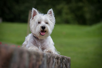 Westie terrier in the green background. Free space