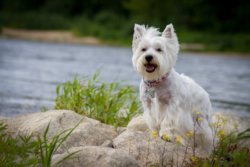 Westie terrier in the green background. Free space