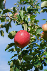 りんご（ふじ）