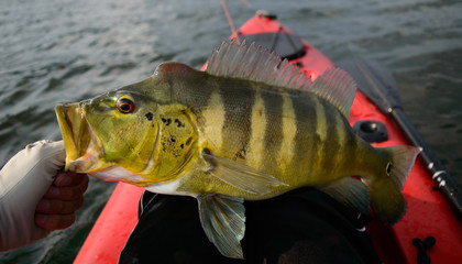 Peacock Bass
