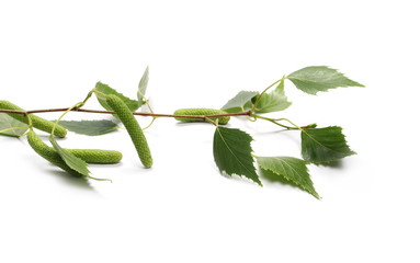 Fototapeta premium Młoda brzoza gałąź z zielonymi liśćmi i ziarnami odizolowywającymi na białym tle