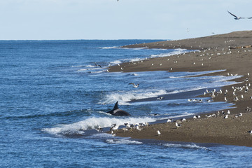 Fototapeta premium Orca hunting, Patagonia Argentina