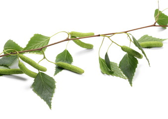 Young birch branch with green leaves and seeds isolated on white background