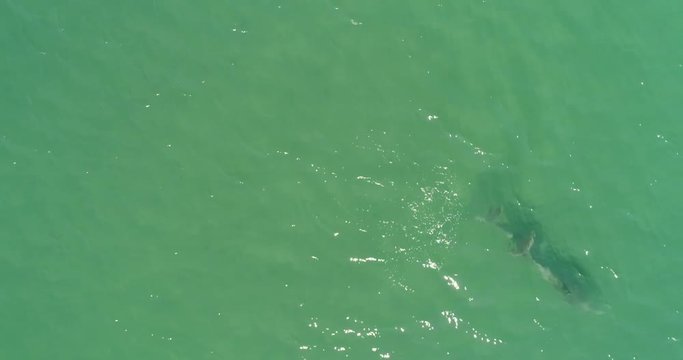 Aerial shots of a pod of dolphins playing.