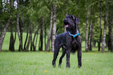 Giant Schnauzer in green background. Summer park.