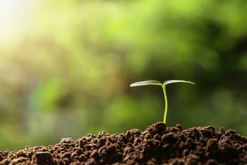 agriculture. young plant  growing on soils with morning light