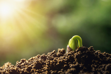 agriculture. plant  sprout growing on soils with sunshine