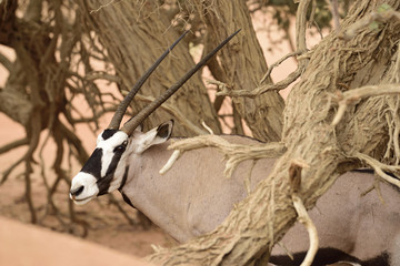 Oryx Antilope in Namibia