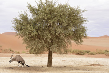 Oryx Antilope in Namibia beim kacken