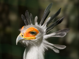 Serpentaire