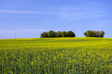 Fototapeta premium Rape field and a group of trees