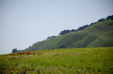 Fototapeta na wymiar 静岡県賀茂郡東伊豆町稲取の細野高原です。春の山菜狩りシーズンの画像です。2018年4月17日に国際連合教育科学文化機関（ユネスコ）から国内9地域目の世界ジオパークに認定されました。
