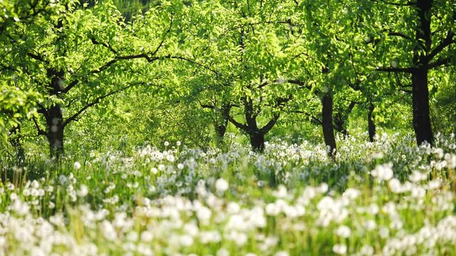 Garden with dandelions on a sunny day