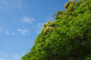 Obraz premium 新緑と青空