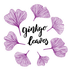 Ginkgo biloba leaves, vector hand drawn illustration with hand lettering text Ginko Leaves