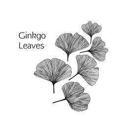 Ginkgo biloba leaves, vector hand drawn illustration