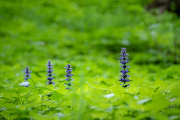 Blue flowers and green plants