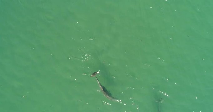 Aerial shots of a pod of dolphins playing.