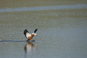 Angıt » Ruddy Shelduck » Tadorna ferruginea