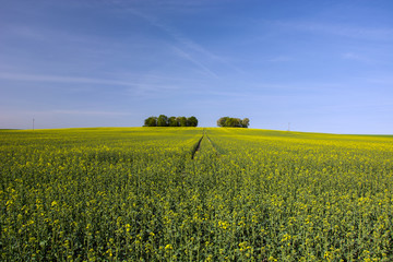 Fototapeta premium Large field of rape and copse