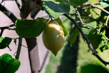 Green fruit of wild lemon on a tree in a city park
