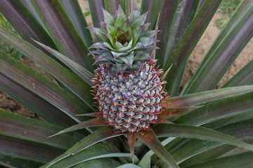 Obraz premium Kampot Cambodia, Pineapple plant with developing fruit