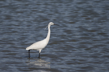 Küçük ak balıkçıl » Little Egret » Egretta garzetta